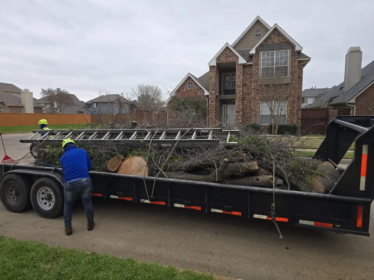 Expert Tree Fertilization with proper safety equipment in Queen City